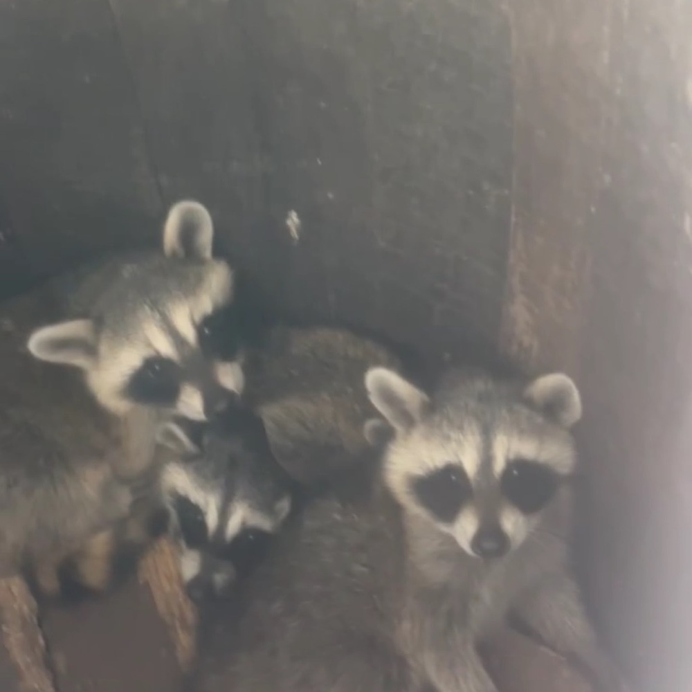 Meet your Posher, George